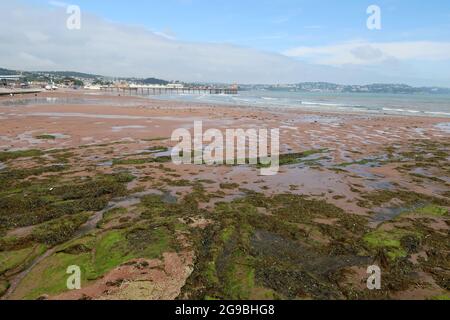 Seaweed and sandy beach at Paignton Stock Photo