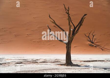 Dead camelthorn tree at Deadvlei in the Namib-Naukluft National Park, Namibia, Africa. Stock Photo