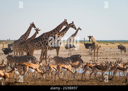 Wild animals congregate around a waterhole in Etosha National Park, northern Namibia, Africa. Stock Photo