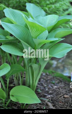 Giant Hosta Gold Regal with large green leaves grows in a garden in May Stock Photo