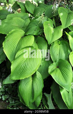 Giant Hosta Green Acres with large green leaves grows in a garden in June Stock Photo