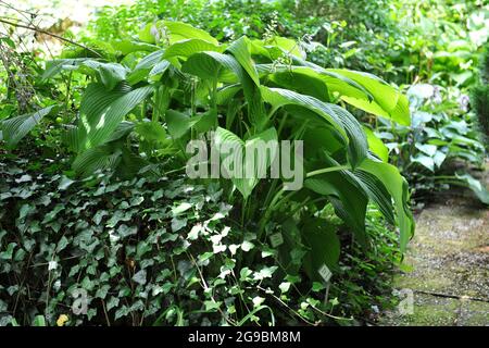 Giant Hosta Green Acres with large green leaves grows in a garden in July Stock Photo