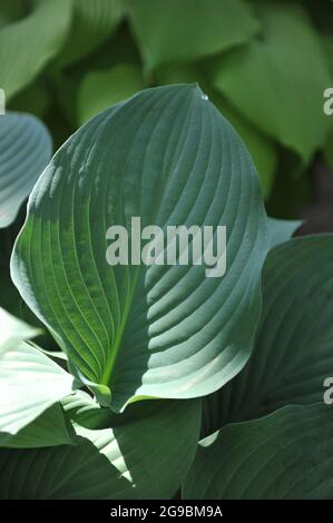 Giant Hosta Krossa Regal with large bluish-green leaves grows in a garden in April Stock Photo