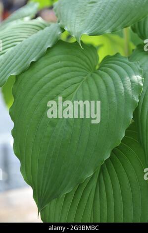 Giant Hosta Niagara Falls with large green leaves grows in a garden in April Stock Photo