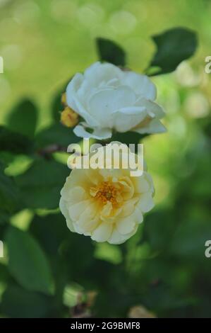 Light yellow Hybrid Musk rose (Rosa) Danae bloom in a garden in June Stock Photo