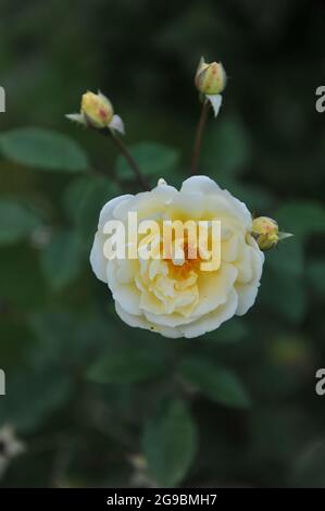 Light yellow Hybrid Musk rose (Rosa) Danae bloom in a garden in June Stock Photo