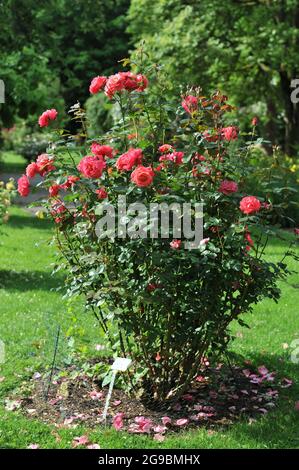 Orange-red large-flowered climber rose (Rosa) Danny Boy blooms in a garden in June Stock Photo