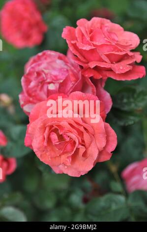 Orange-red large-flowered climber rose (Rosa) Danny Boy blooms in a garden in June Stock Photo