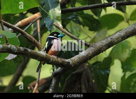 Black-and-yellow Broadbill (Eurylaimus ochromalus) adult male perched on branch  Krung Ching, Thailand                February Stock Photo