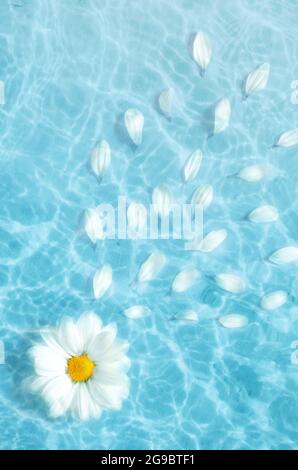 Top view White flower daisy floating on surface of water, shadow on the blue background Stock Photo