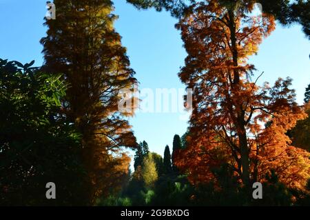 colourful trees against the sun Stock Photo