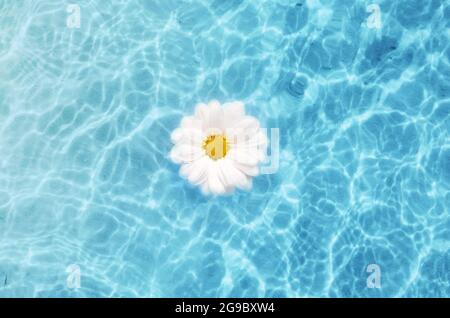 Top view White flower daisy floating on surface of water, shadow on the blue background Stock Photo