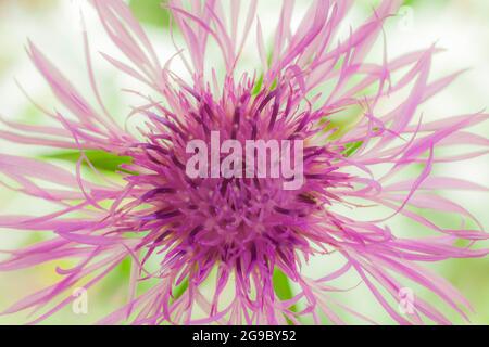 Cornflower. Close-up of mauve wild flower, brown knapweed, in French countryside of the Gers region. Stock Photo