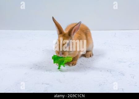Adorable redhead bunny sitting on a white background and eating a green leaf of lettuce Stock Photo