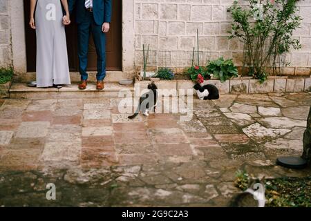 Legs of groom and bride, who joined hands, standing on the threshold of a stone house in the courtyard. Cats sit near the threshold against the Stock Photo