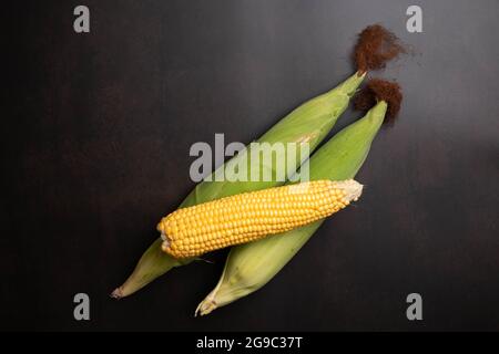 Fresh corn cobs on flat black background Stock Photo