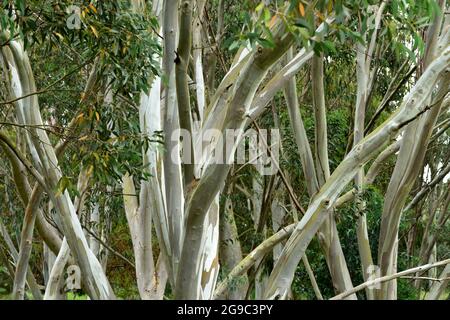 A glade of Eucalyptus trees. Stock Photo