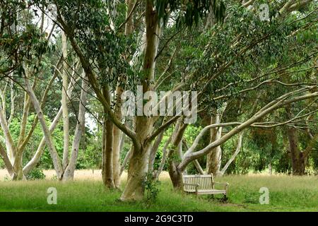 A glade of Eucalyptus trees. Stock Photo