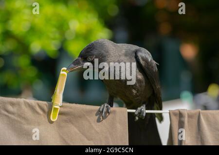 Jackdaw (Corvus monedula). Juvenile. Fledgling. Young bird.  Perching on a washing line selectively choosing a plastic yellow coloured peg, holding cl Stock Photo