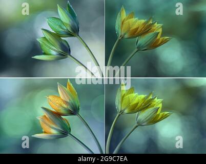 Yellow tulips on a blurry light background Stock Photo