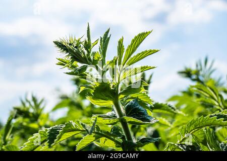 Garden Plant and Bokeh Lighting with Blue Sky Background Stock Photo