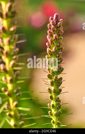 The buds of a dense blazing star flower Stock Photo