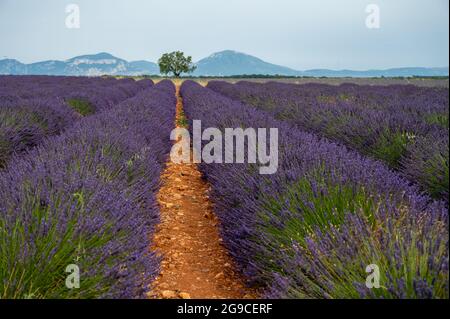 Touristic destination in South of France, colorful aromatic lavender and lavandin fields in blossom in July on plateau Valensole, Provence. Stock Photo
