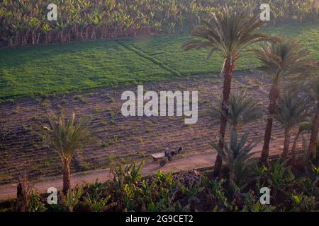 A tiny donkey with a wagon, view from a hot air balloon flight near Luxor, Egypt Stock Photo