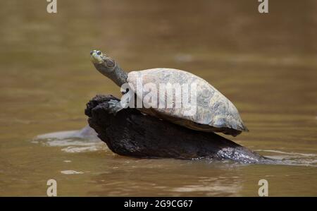 Closeup portrait of Yellow-spotted river turtle (Podocnemis unifilis) sitting on top of log surrounded by water Pampas del Yacuma, Bolivia. Stock Photo