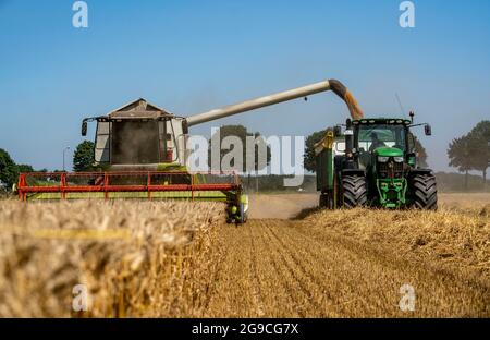 Agriculture, grain harvest, wheat, combine harvester harvesting in a wheat field, grain tank being emptied into a trailer, near NiederkrŸchten, NRW, G Stock Photo