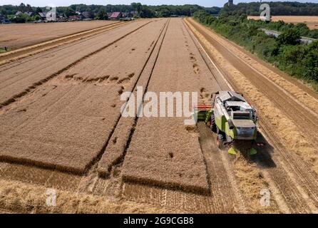 Landwirtschaft, Getreideernte, Weizen, Mähdrescher bei der Ernte auf einem Weizenfeld, bei Niederkrüchten, NRW, Deutschland, Stock Photo