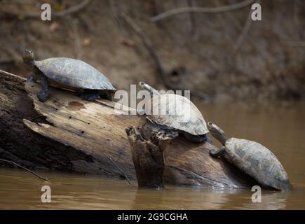Closeup portrait of group of Yellow-spotted river turtle (Podocnemis unifilis) sitting on top of log surrounded by water Pampas del Yacuma, Bolivia. Stock Photo
