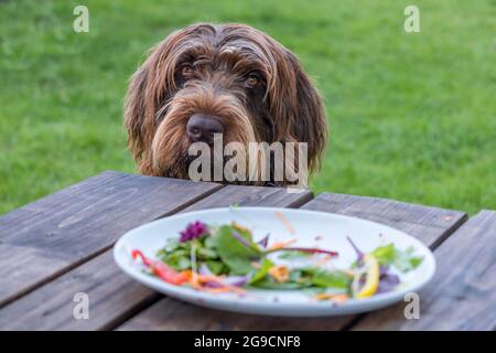 A Griffon Korthals dog with a pleading or guilty look. A plate with the remains of a salad and no meat in the foreground. Stock Photo