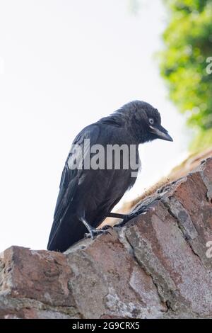 Jackdaw (Corvus monedula). Juvenile. Fledgling. young bird.  Standing on a brick wall. Member of the crow, or corvid, family. Passerine. Pale yellow g Stock Photo