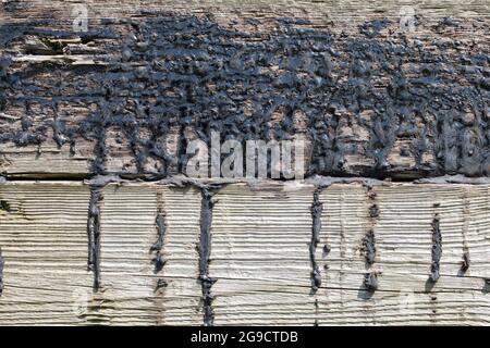 Melted tar, now dry, having dripped over weathered timber rail sleepers, with variable annual growth rings in contrast. Stock Photo