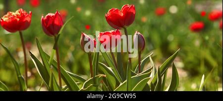 Simple blurred background - red tulips and green leaves Stock Photo