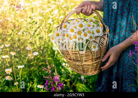 basket of chamomiles close-up in the hands of a woman in a traditional peasant dress Stock Photo