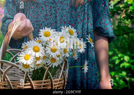 basket of chamomiles close-up in the hands of a woman in a traditional peasant dress Stock Photo