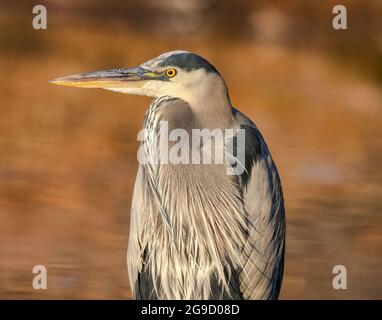 Close up of Great blue heron resting along waters edge with soft bokeh background of fall foliage Stock Photo