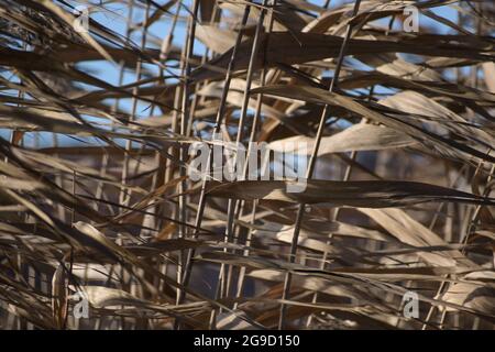 Dry reed plants blowing in the wind, used for thatched roofs, abstract background texture, nature concept, selected focus, narrow depth of field Stock Photo