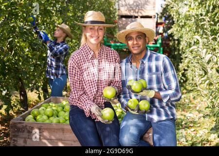 Portrait of a happy couple next to large box of ripe green apples after harvesting in garden Stock Photo
