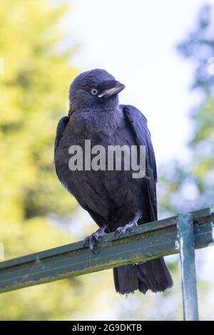 Jackdaw (Corvus monedula). Juvenile. Fledgling. young bird.  Member of the crow, or corvid, family. Passerine. Pale yellow gape to the base of the bea Stock Photo