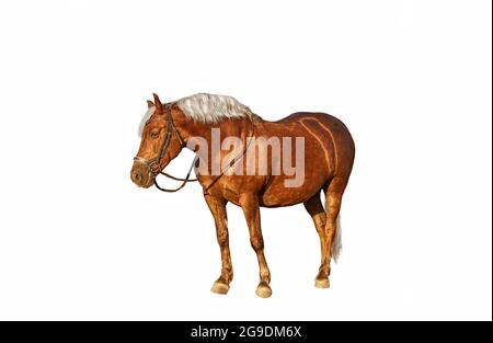 Brown horse with flaxen mane on white background Stock Photo