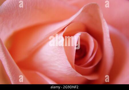 Soft focus, abstract floral background, pale pink rose flower. Macro flowers backdrop for holiday brand design Stock Photo