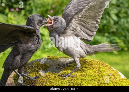 Jacdaws (Corvus monedula). One feeding another. Both juveniles of the year. Week older dark bird, delivering food into the wide open beak of another. Stock Photo