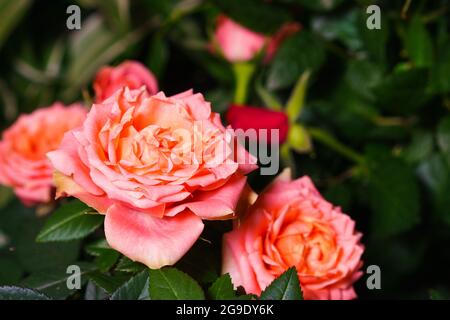 Large bicolor light peach roses like peonies with double frill on a background of leaves on a bush. Double frill, two-tone soft, light pink rose and green foliage on the bush Stock Photo