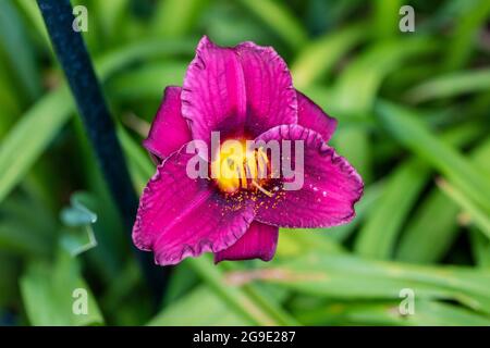 'Purple Rain' Daylily, Daglilja (Hemerocallis) Stock Photo