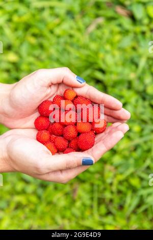 woman's hands with freshly picked raspberries Stock Photo