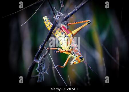 Orange and yellow grasshopper in the swamp. Stock Photo