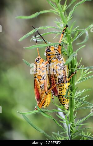 Orange and yellow grasshopper in the swamp. Stock Photo